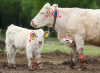 livestock sensors